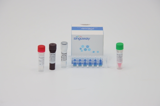 Testowanie kwasów nukleinowych wirusa HPV 16 18 RT PCR Test ISO13485
