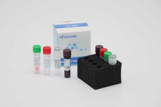 Treponema Pallidum TP Virus Fluorescent RT PCR Zestaw Fast HCV Czas rzeczywisty PCR Zestaw