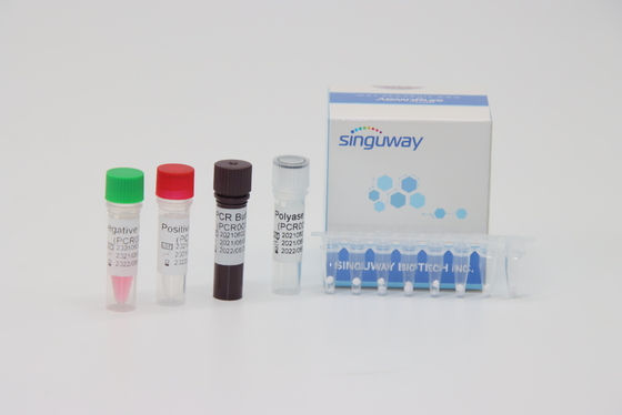 50 kopii / ml zestawów diagnostycznych PCR w czasie rzeczywistym do typowania genów fuzyjnych białaczki BCR-ABL