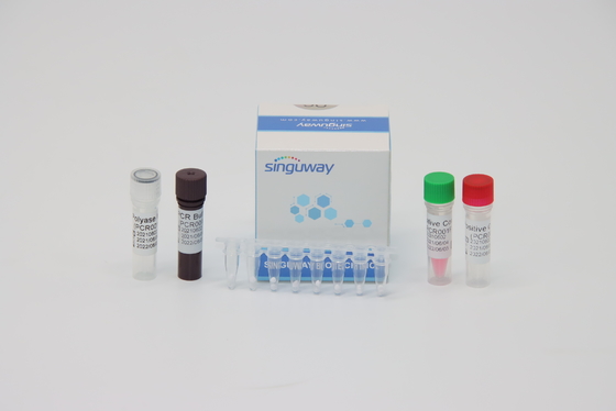 Dokładny zestaw testowy PCR RT do wirusa dengi 48 96 testów na zestaw 20 μl objętości reakcji