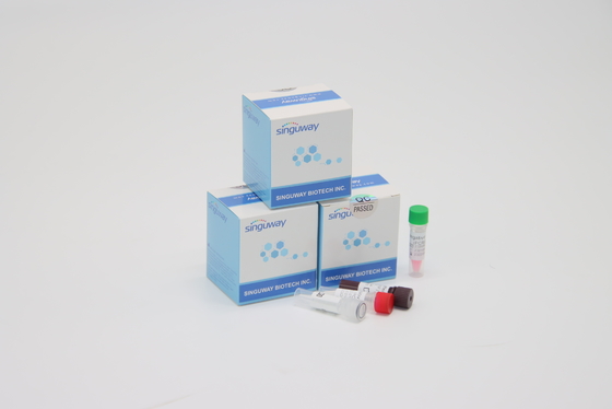 Zestaw Rapid RSV Virus Instant RT PCR Test POCT IVD Diagnostyka kliniczna Wysoka precyzja