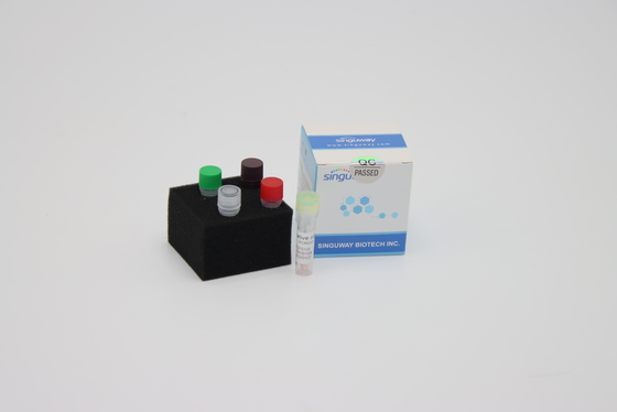 HBV HCV Czas rzeczywisty PCR Wykrycie Zestaw Zestaw amplifikacji PCR 20 µl Reaction Volume